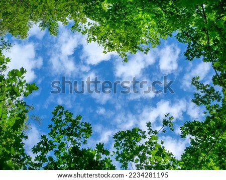 Green foliage of a tree against a blue sky and clouds.