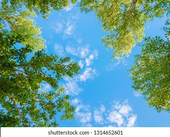 Green Foliage Of Trees Against Blue Sky And Clouds. Spring Or Summer Sunny Day.