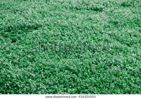 Green Football Field Grass Used Background Stock Photo Edit Now