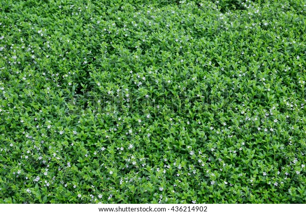 Green Football Field Grass Used Background Stock Photo Edit Now