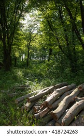 Green forest
