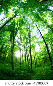  green forest - Shutterstock ID 45380059