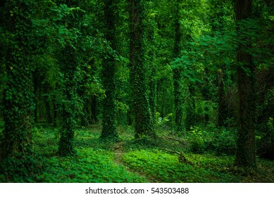 Green Forest