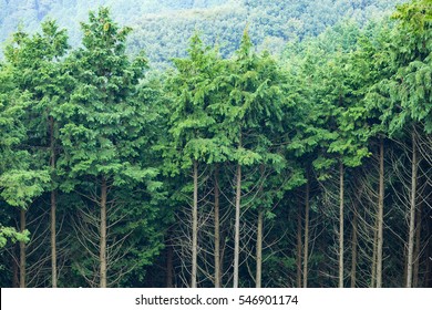 Green Forest