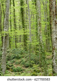 green forest