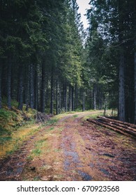 Green forest