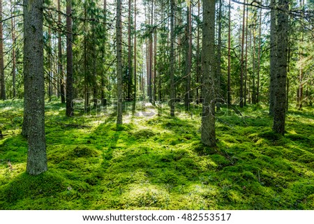Green forest