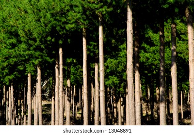 Green Forest In The Adelaide Hills