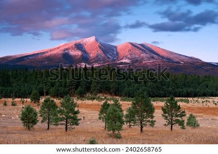 A green forest against the backdrop of mountains. San Francisco Peaks, Arizona