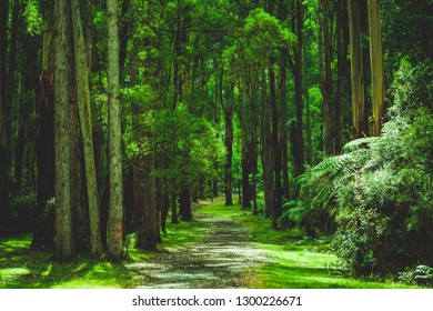 Green forest backdrop