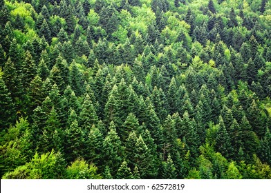 Green Forest Background