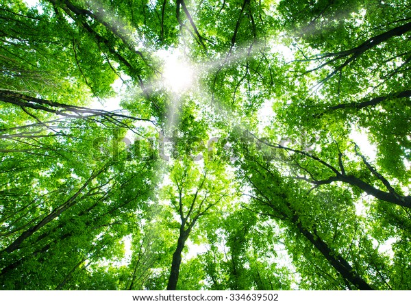 Green Forest Background Stock Photo Edit Now