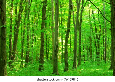 Green Forest Background In A Sunny Day