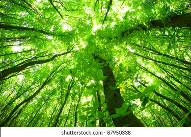 Green Forest Images Stock Photos Vectors Shutterstock