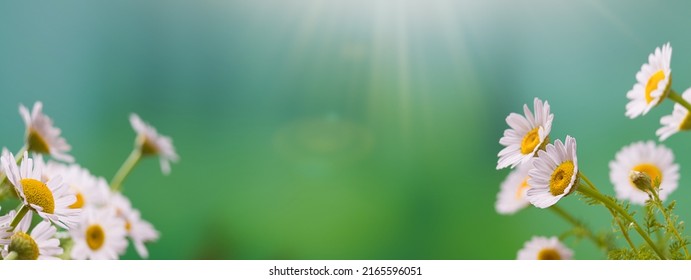 Green forest background and white beautiful daisies in nature. Copy Space with high resolution banner. Beautiful Blurred background. Summer season ( selective focus )  - Shutterstock ID 2165596051