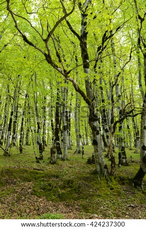 Green Forest Background Wild Woods Vertical Wallpaper Green Forest Background Wild Woods Vertical Wallpaper