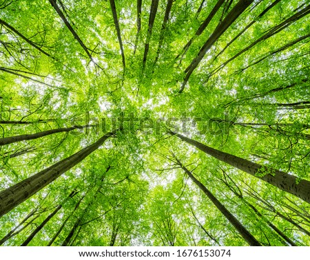 Green Forest of Beech Trees, looking up, low angle shot	
