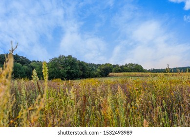 Green forest blue sky and argriculture field