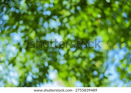 green forest blurred background image