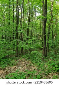 Green Forest In Bukovina Region, Western Ukraine