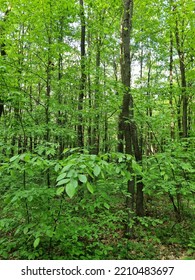 Green Forest In Bukovina Region, Western Ukraine