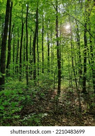 Green Forest In Bukovina Region, Western Ukraine