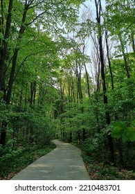 Green Forest In Bukovina Region, Western Ukraine