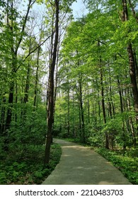 Green Forest In Bukovina Region, Western Ukraine