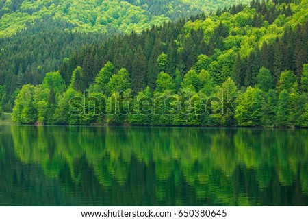 Green forest by the lake in reflection in the water beauty in nature