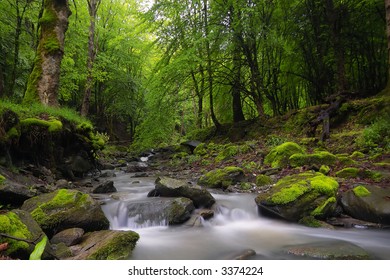 Green Forest By River Stock Photo 3374224 | Shutterstock