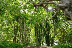 Green Forest With Dense Vegetation In Spring Season