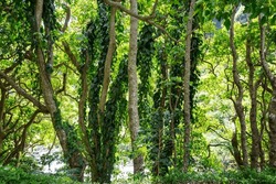 Green Forest With Dense Vegetation In Spring Season
