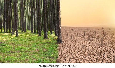 Green Forest And Dry Cracked Earth With Death Tree Metaphor Climate Change, Environment Disaster By Human Concept.