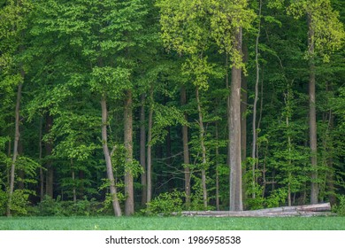 Green Forest Edge In Spring