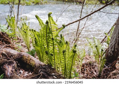 A Green Forest Fern Grows By A Mountain River, Spring Weather Warms The Soil Grass Wakes Up After Hibernation, Nature Is Reborn, An Ancient Plant. High Quality Photo