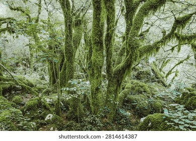 Green forest floor and tree trunks completely covered by thick, vibrant moss, showing abundant natural growth