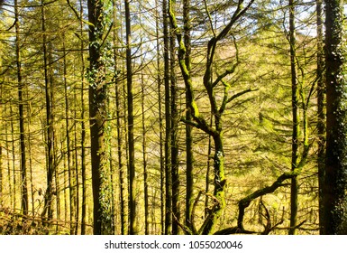 Green Forest With Fresh Spring Foilage Growth