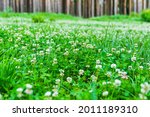 Green forest glade, densely overgrown with clover with white flowers.