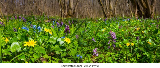 green forest glade with wild  flowers, beautiful outdoor spring background - Shutterstock ID 2255444943