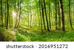 GREEN FOREST LANDSCAPE WITH SUN LIGHT RAYS,  FRESH GREEN GRASS AND TREES, BEAUTY OF SPRING NATURE