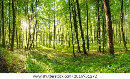 GREEN FOREST LANDSCAPE WITH SUN LIGHT RAYS,  FRESH GREEN GRASS AND TREES, BEAUTY OF SPRING NATURE