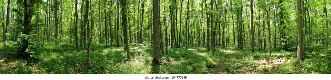 Green Forest Landscape With Trunks Of Trees Covered With A Moss