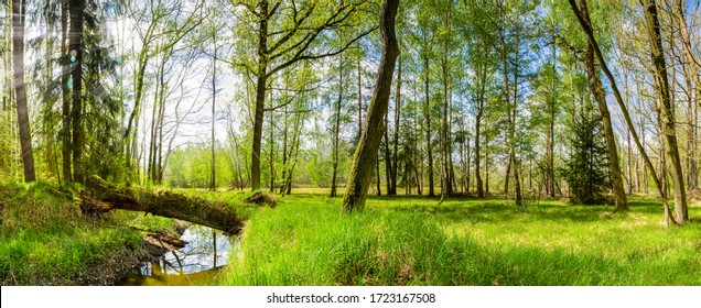 GREEN FOREST LANDSCAPE WITH WATER STREAM, TREES AND FRESH GRASS IN SUN LIGHT, BEAUTY OF SPRING NATURE