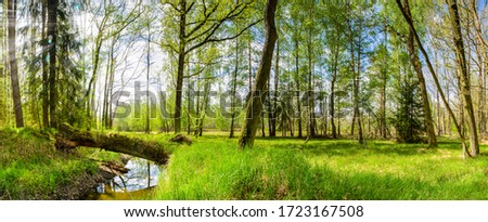 GREEN FOREST LANDSCAPE WITH WATER STREAM, TREES AND FRESH GRASS IN SUN LIGHT, BEAUTY OF SPRING NATURE