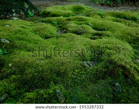green forest mossy, beautiful for Background with soft focus and blurry background. Selective focus for Background