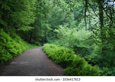 Green forest natural walkway in Edenvale, Wexford, Ireland.