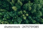 Green forest and nature, Aerial view of trees in forest in Germany