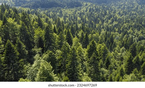 Green forest on mountain in spring, aerial drone view. Trees growing in nature. Beautiful Deciduous and coniferous forest, view from above. Woodland. - Shutterstock ID 2324697269