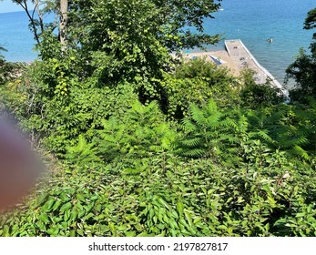 A Green Forest Overlooking Beach