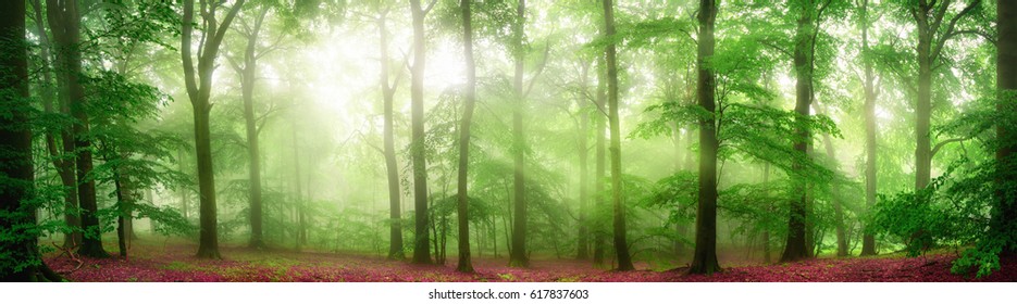 Green forest panorama with soft rays of light falling through fog and flattering the fresh foliage